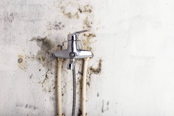 Best Mold Removal Near Me  in South Greeley, WY
