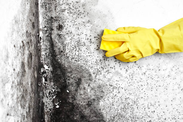 Best Black Mold Removal  in South Greeley, WY