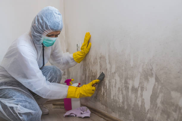 Best Attic Mold Removal  in South Greeley, WY