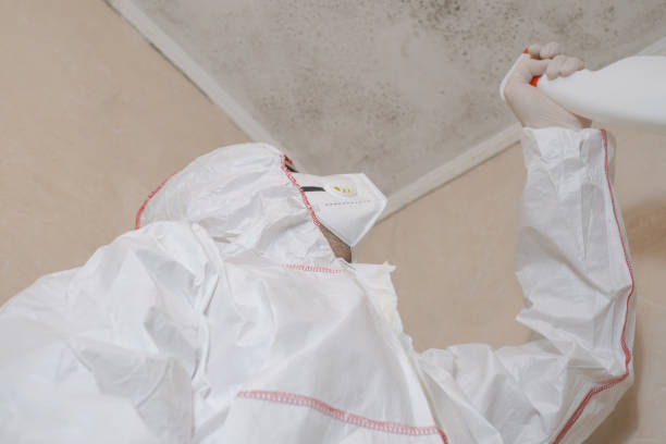 Best Best Mold Removal Companies  in South Greeley, WY