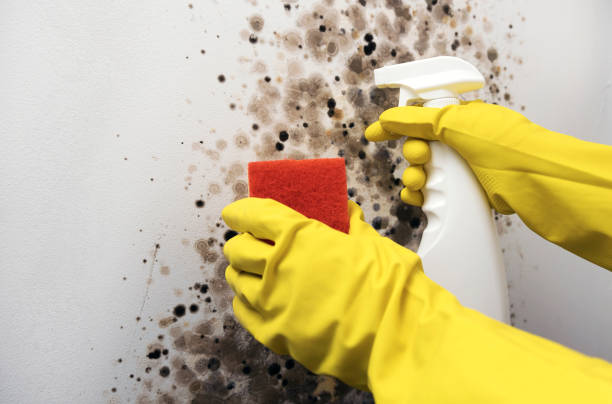 South Greeley, WY Mold Removal Company