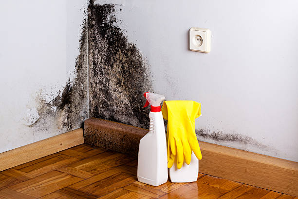 Best Home Mold Removal  in South Greeley, WY