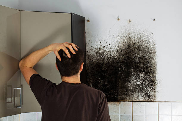 Best Black Mold Removal  in South Greeley, WY