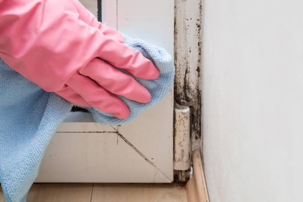 Best Residential Mold Removal  in South Greeley, WY